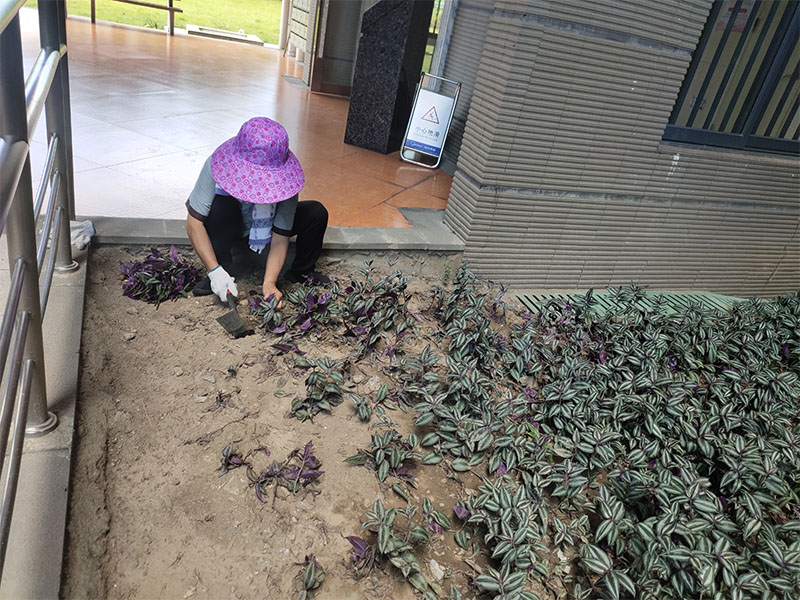 绿化养护服务
