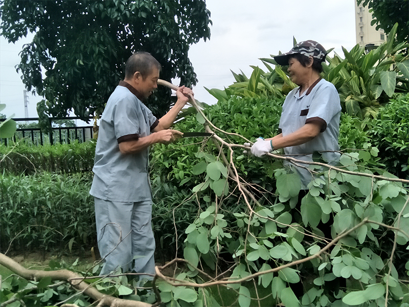 绿化养护服务